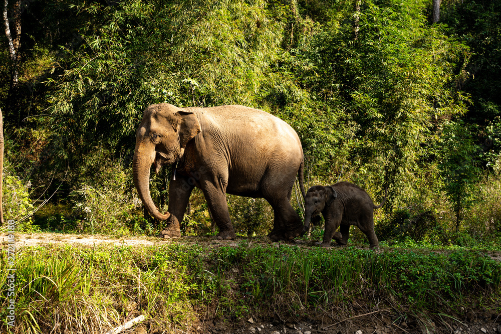 Happy group of Asian elephants enjoy life in Chiang Mai, Thailand.