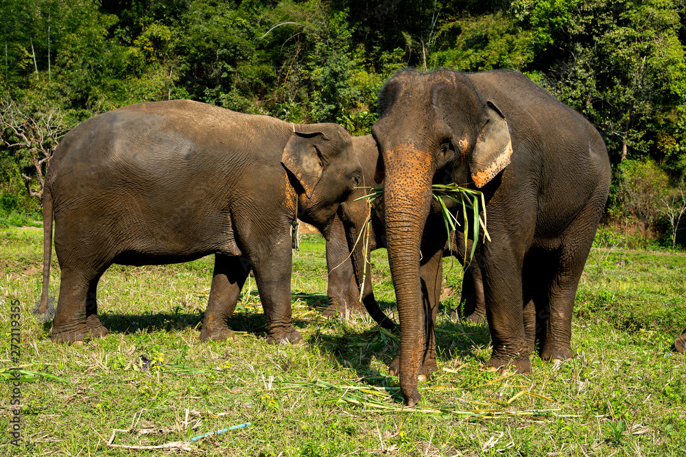 Wild Asian elephants enjoy lifestyle eating grass in tropical forest and green trees background in Chiang Mai, Northern Thailand.