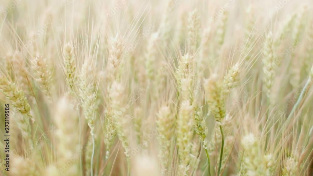 field of spikelets moving from the wind, the concept of beauty nature, agricultural grain crops, barley and wheat harvest for food industry field of spikelets moving from the wind, the concept of beauty nature, agricultural grain crops, barley and wheat harvest for food industry