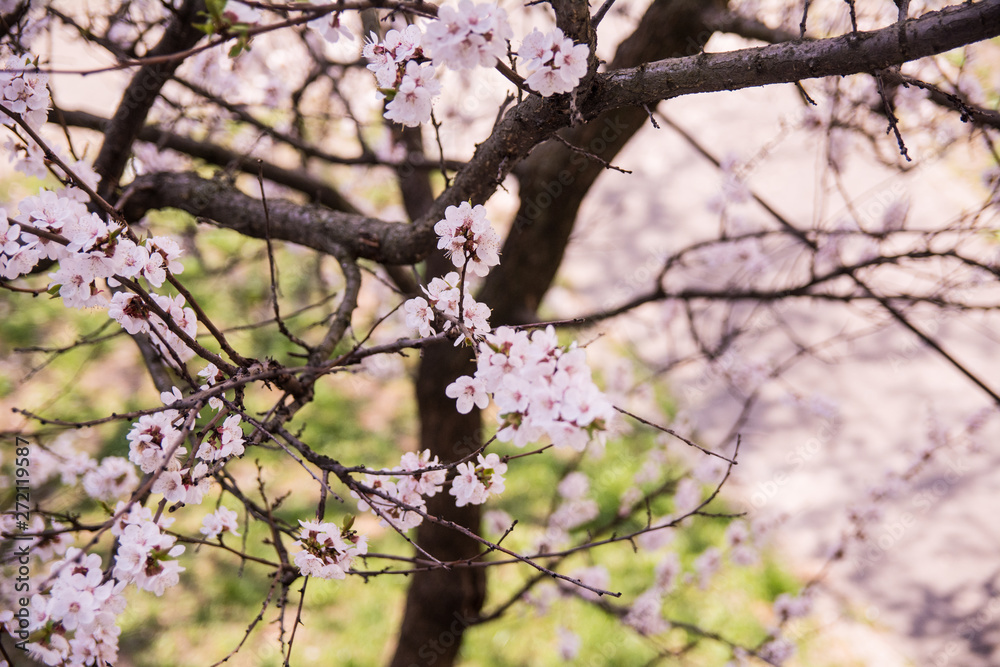 spring flowers on the trees against the sky spring flowers on the trees against the sky