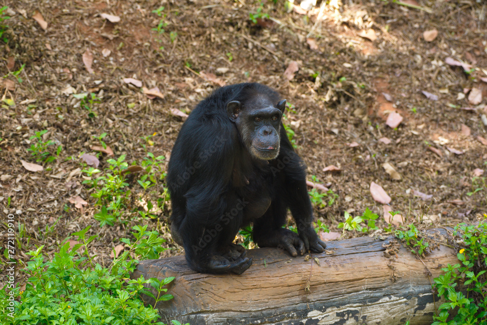 Chimpanzee,animal with brains nearby mankind. Chimpanzee,animal with brains nearby mankind.