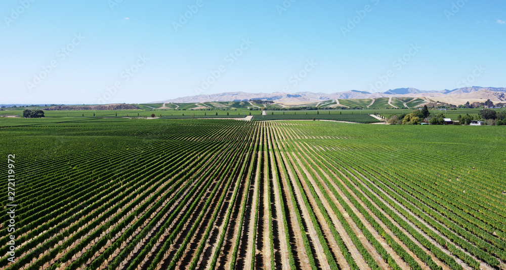Wine country landscape summer panorama vineyard rows 