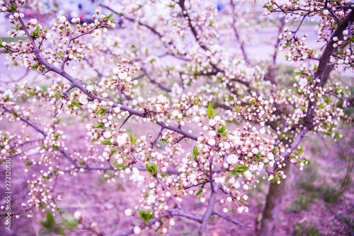 Wallpaper Mural spring flowers on the trees against the sky Torontodigital.ca