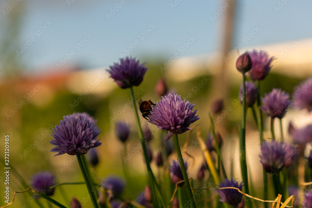 Fototapeta premium bees and chives 