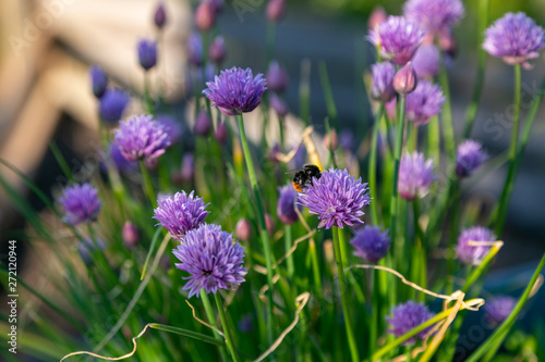 bees and chives 
