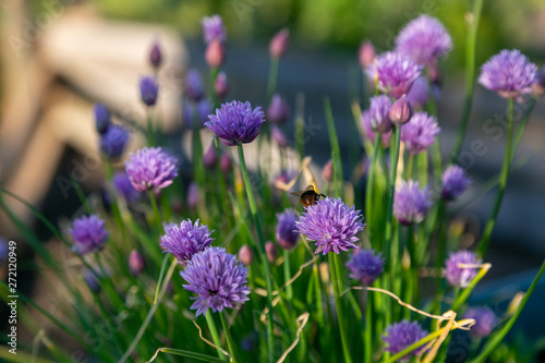 bees and chives 