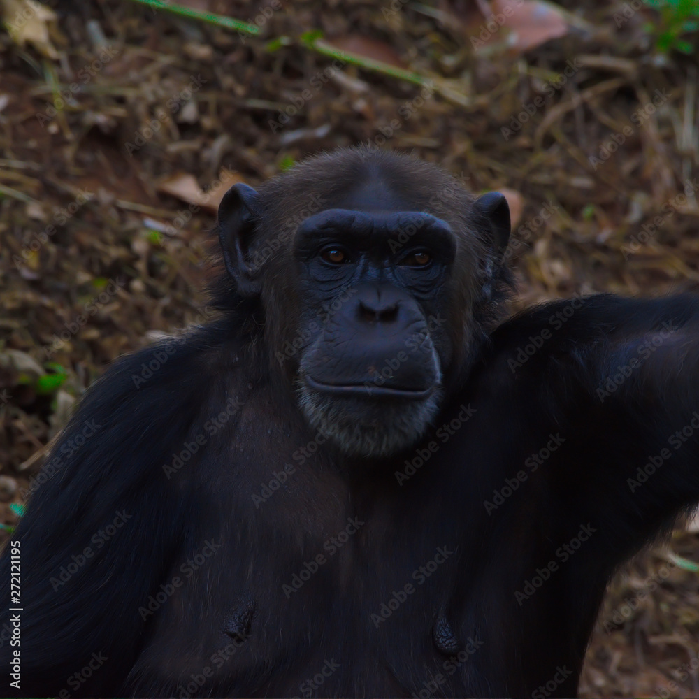 Chimpanzee,animal with brains nearby mankind. Chimpanzee,animal with brains nearby mankind.