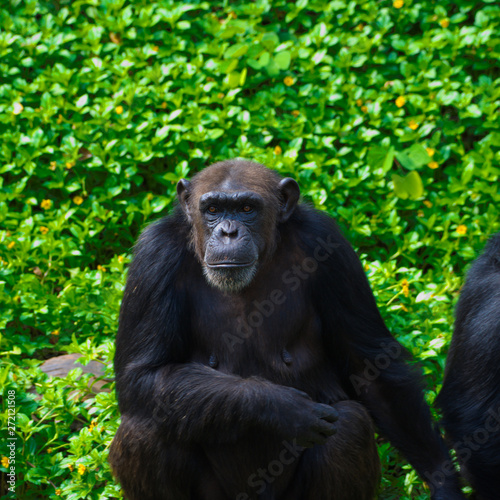 Chimpanzee,animal with brains nearby mankind. © KE.Take a photo