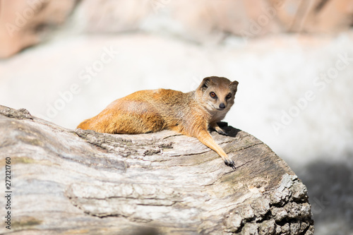 The yellow mongoose  Cynictis penicillata   sometimes referred to as the red meerkat