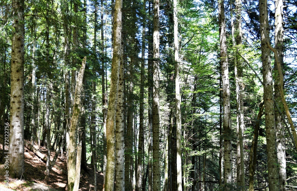 alpes..forêt alpes..forêt