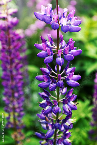 Purple lupine  flowerbed  summer background.