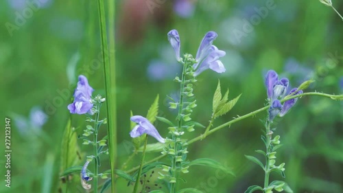 Close Up Male Gardener Harvesting Skullcap Flowers In Garden