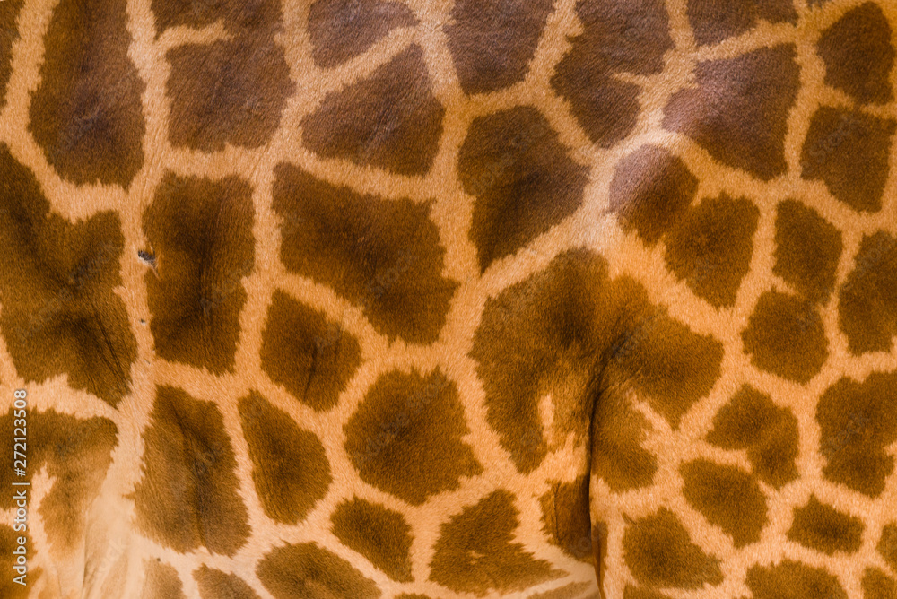 Genuine leather skin of giraffe with light at dark brown. Genuine leather skin of giraffe with light at dark brown.