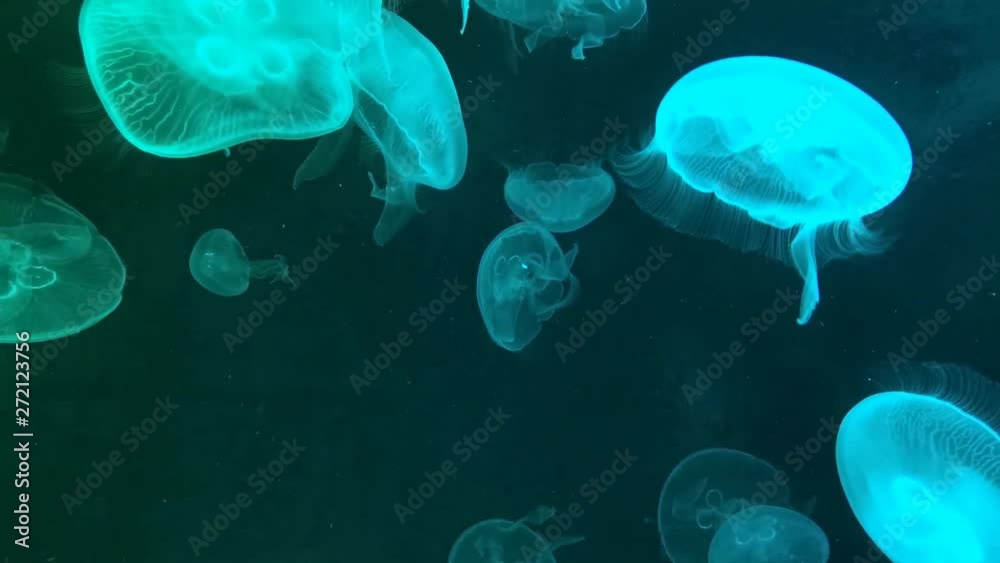 Moon jellyfish Aurelia aurita red translucent color and dark background. Aurelia aurita (also called the common jellyfish, moon jellyfish, moon jelly, or saucer jelly) Moon jellyfish Aurelia aurita red translucent color and dark background. Aurelia aurita (also called the common jellyfish, moon jellyfish, moon jelly, or saucer jelly)