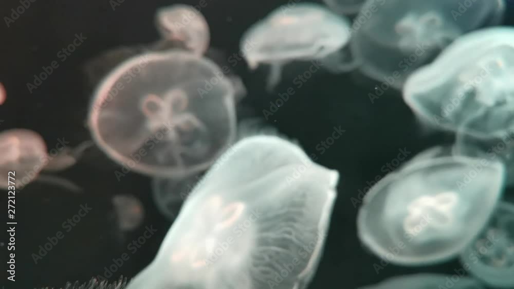 Moon jellyfish Aurelia aurita red translucent color and dark background. Aurelia aurita (also called the common jellyfish, moon jellyfish, moon jelly, or saucer jelly) Moon jellyfish Aurelia aurita red translucent color and dark background. Aurelia aurita (also called the common jellyfish, moon jellyfish, moon jelly, or saucer jelly)