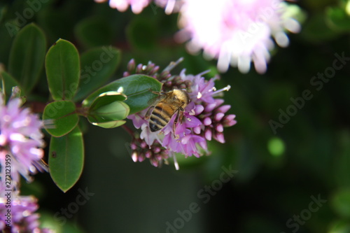 bee on a flower 