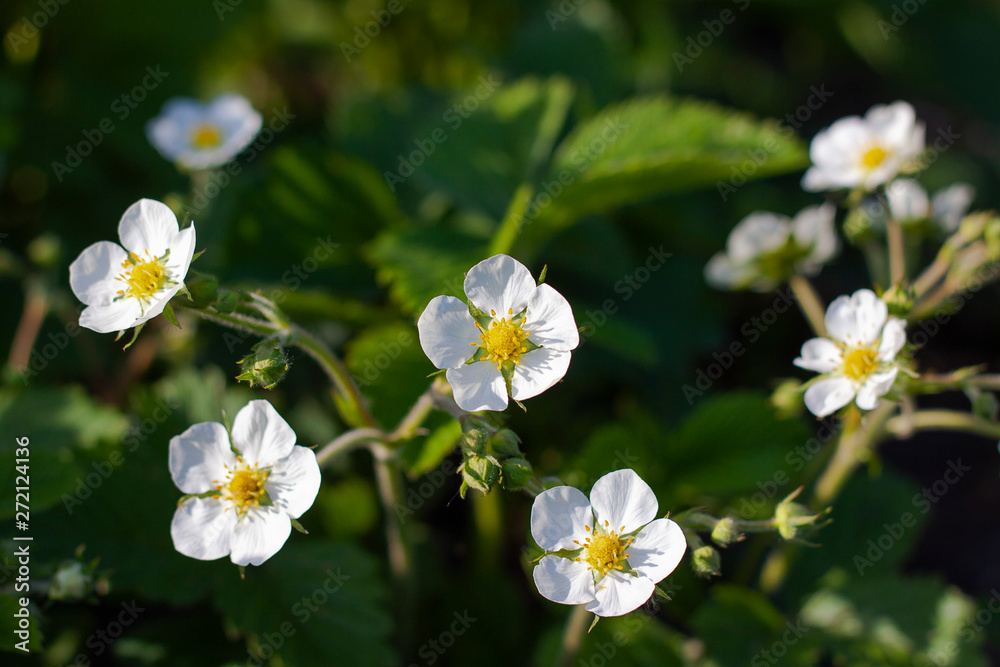 White flowers of strawberry on the background of green leaves. Flowering strawberry bushes in the garden