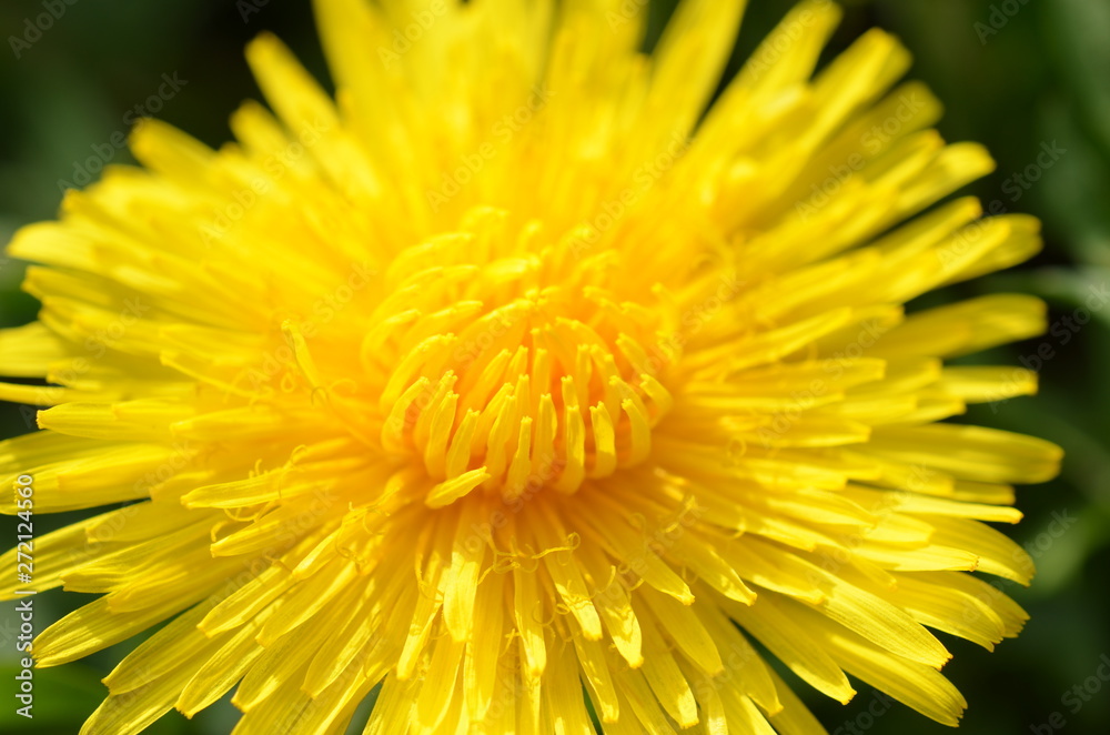 mniszek lekarski, świeże kwiaty, Taraxacum officinale mniszek lekarski, świeże kwiaty, Taraxacum officinale