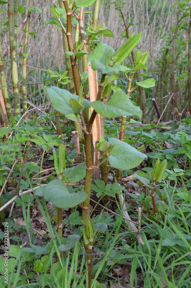 Rdestowiec japoński, ostrokończysty, młode pędy, Reynoutria japonica