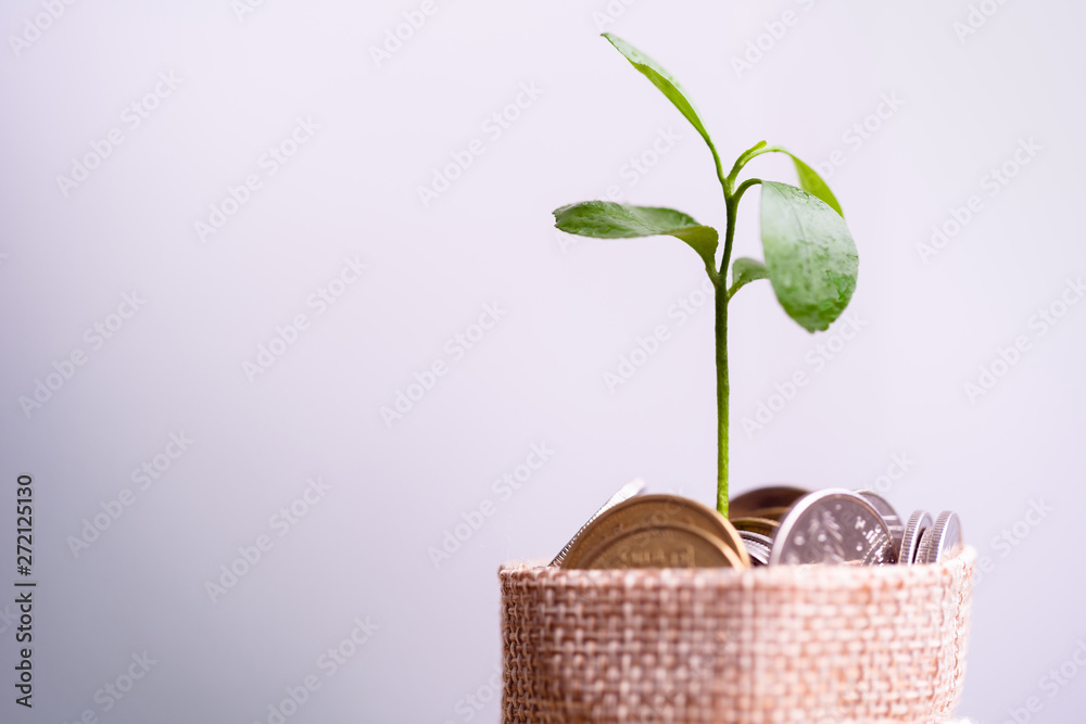 Coins in sack and plant glowing in savings coins, Pension fund, 401K, Passive income, Investment and retirement concept. savings and making money, Business investment growth concept. Risk management. Coins in sack and plant glowing in savings coins, Pension fund, 401K, Passive income, Investment and retirement concept. savings and making money, Business investment growth concept. Risk management.