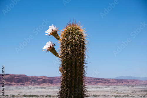 Cactus, Parque Ischigualasto, San Juan, Argentina