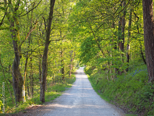 perspective view a narrow country lane running though bright sunlit spring woodland with a surrounding canopy of forest trees © Philip J Openshaw 