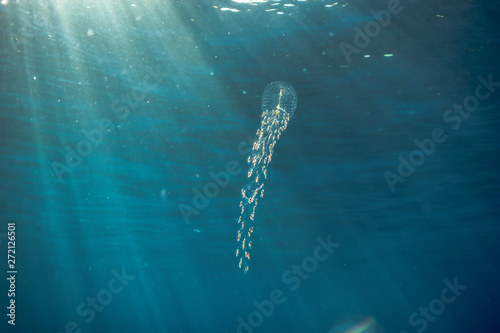 Medusa nadando con rayos de sol de fondo