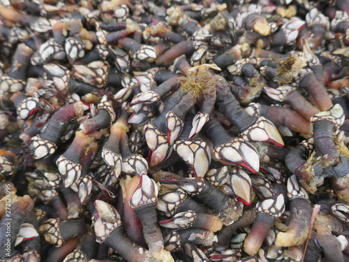 Many fresh goose barnacles (pedunculata) for sale at a fish market in Portugal  photo