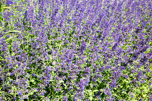 Glade of lavender lilac flowers on a clear Sunny day. Selective focus. Design backgrounds texture.