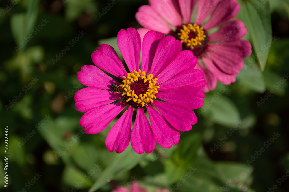 Common Zinnia at my house in Thailand Common Zinnia at my house in Thailand