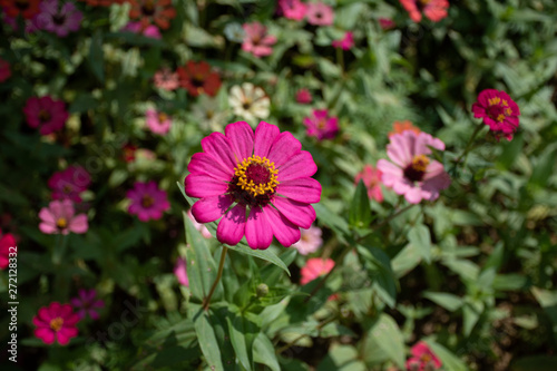 Common Zinnia at my house in Thailand