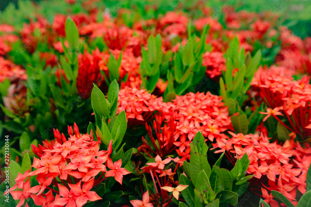 Beautiful abstract texture red and orange spike flowers Beautiful abstract texture red and orange spike flowers