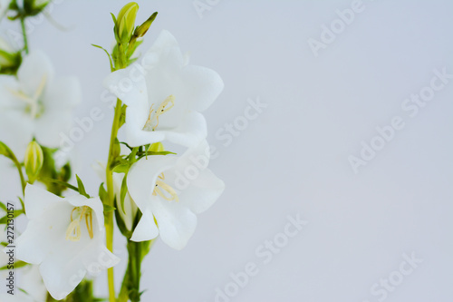  Isolated flowers of white bells on a white background