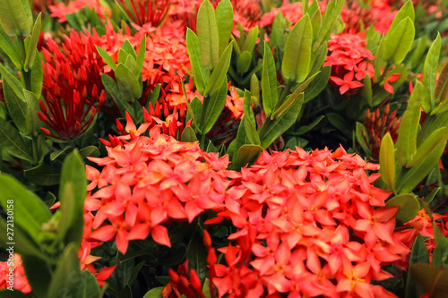 Beautiful abstract texture red and orange spike flowers  © Weerayuth