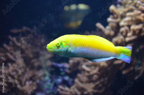 Tropical fish in aquarium, Berlin