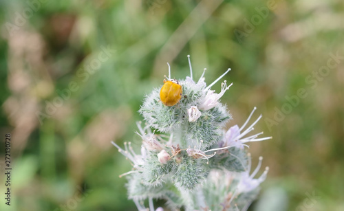 Yellow ladybug sitting on flower