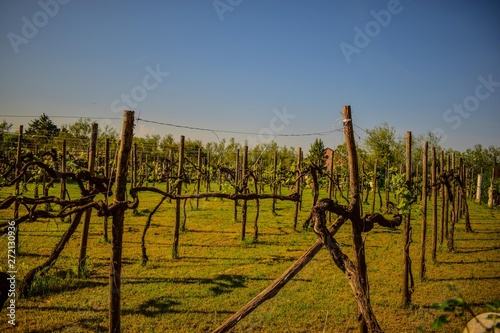 Viñedos  en la isla de Torcello, Italia
