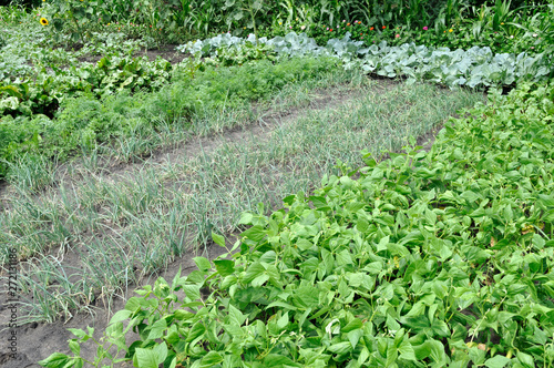 organically cultivated various vegetables in the vegetable garden 