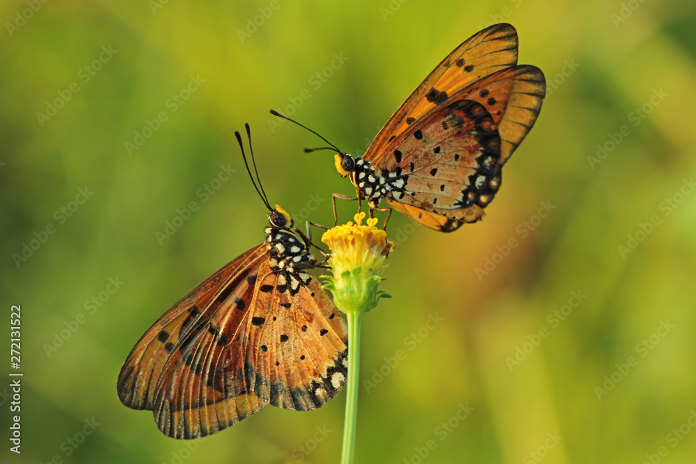 Fototapeta premium butterfly on yellow flower