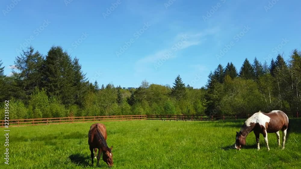 Two beautiful horses standing in a meadow, eating grass, beautiful weather with a blue sky. Two beautiful horses standing in a meadow, eating grass, beautiful weather with a blue sky.