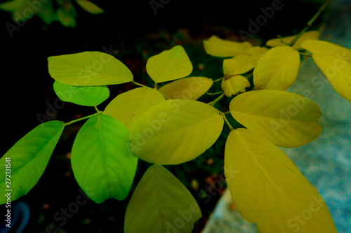 Beautiful fresh light green and yellow leave on nature color pattern background and wallpaper