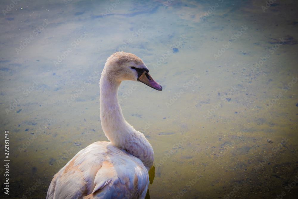 Fototapeta premium Swan in Denmark