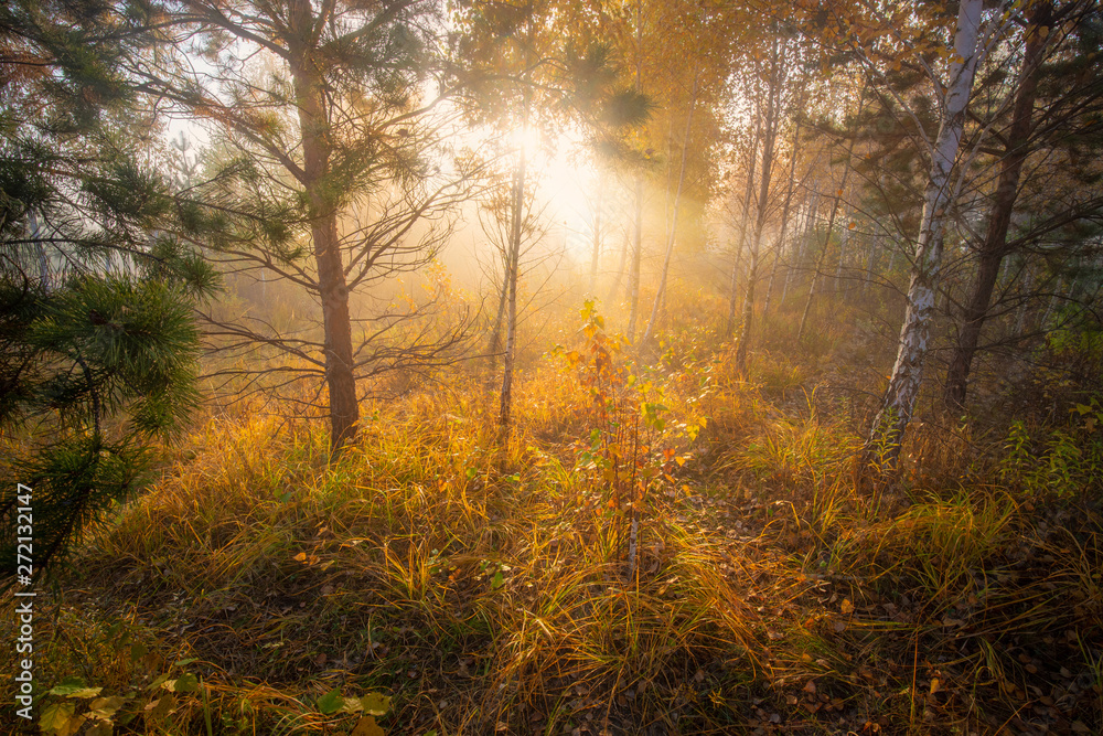 Beautiful dawn in the autumn forest. Bright sun light rays through the trees and morning fog.