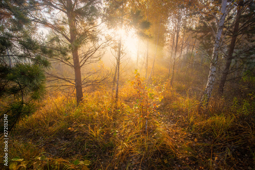 Beautiful dawn in the autumn forest. Bright sun light rays through the trees and morning fog.