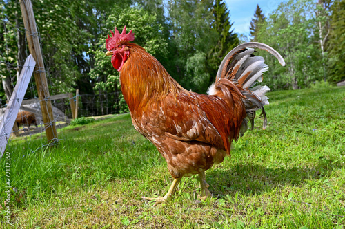 big beutiful rooster walking in green grass photo