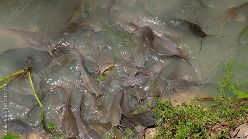 A Lot of catfish in lake, 4k 