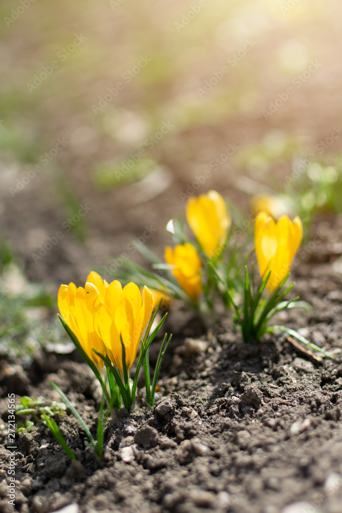 Beautiful spring background with close-up of blooming yellow and purple crocus. First flowers on a meadow in park under bright sun in spring time Beautiful spring background with close-up of blooming yellow and purple crocus. First flowers on a meadow in park under bright sun in spring time