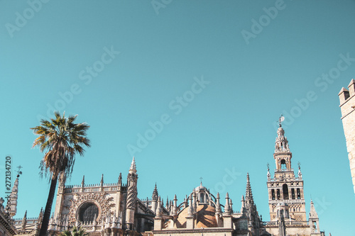 Palm trees  of Andalusia in Seville   Spain