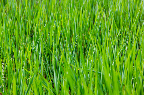fresh juicy green grass on field background