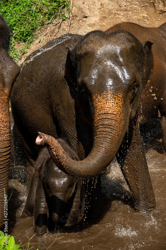 Photography Closeup Asian elephants enjoy bathing in the river.